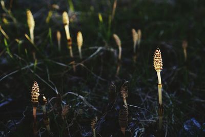 Close-up of flowers against blurred background