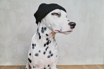 Dog looking away against wall at home