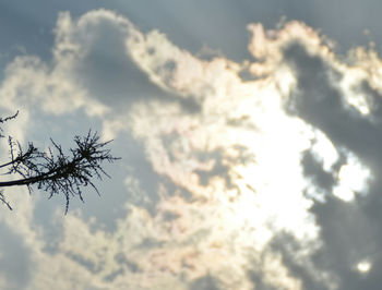 Low angle view of tree against sky