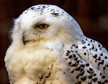 Close-up of white owl