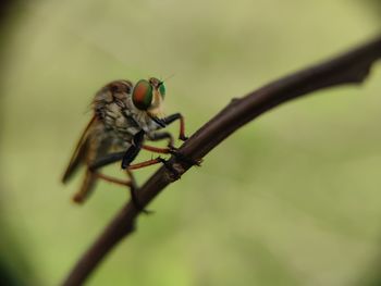 Close-up of fly on leaf