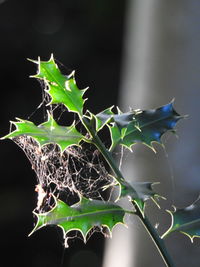 Close-up of dry leaves on plant