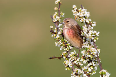 Close-up of a bird perching on cherry blossom