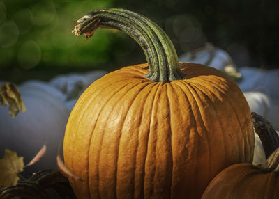 Fresh orange pumpkin, october holiday decoration, autumn decoration fir fun and celebration 