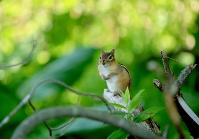 Squirrel on tree branch