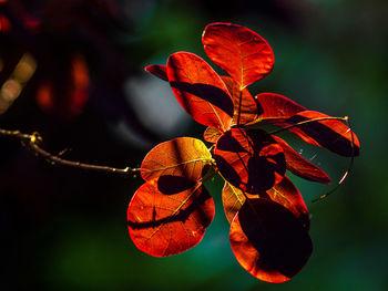 Close-up of orange leaves