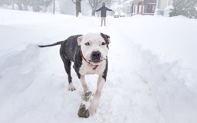 Dog on snow covered landscape during winter