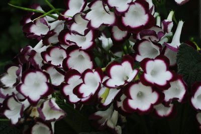 Close-up of pink flowers