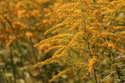 Close-up of leaves on plant during autumn