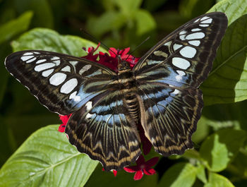 Close-up of butterfly pollinating on flower