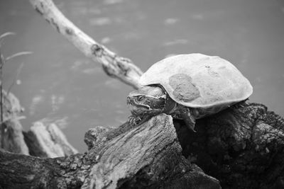 Close-up of turtle on rock