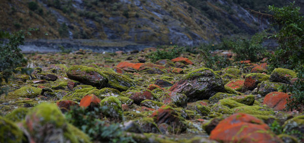 Moss growing on rocks