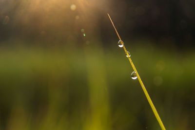 Close-up of spider on web