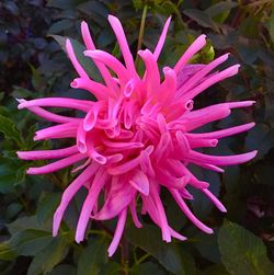 Close-up of pink flower