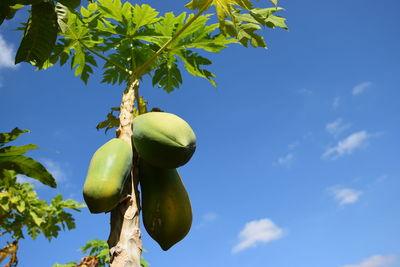 Low angle view of fruits growing on tree against sky