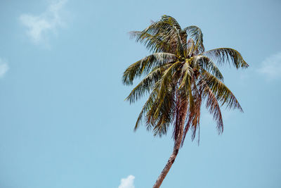 Low angle view of coconut palm tree against blue sky