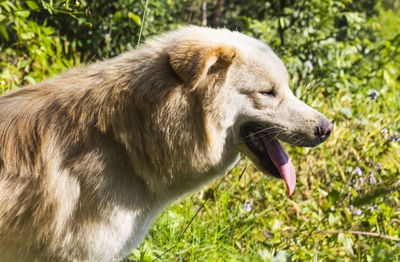 Close-up of a horse on field