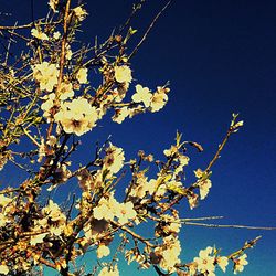 Low angle view of flower tree against blue sky