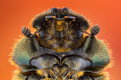 Close-up portrait of an insect against orange background