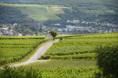 Beautiful wineries in the summer season of western germany, visible road between rows of grapes.