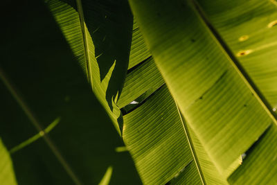 Close-up of leaf