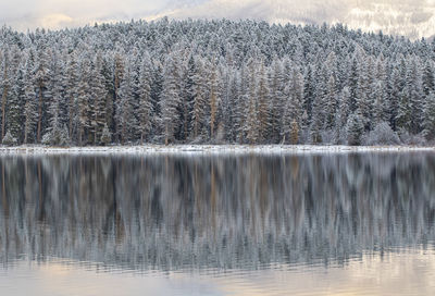 Scenic view of lake in forest during winter