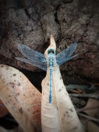 Close-up of dragonfly