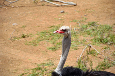 Ostrich in fuerteventura zoon, spain