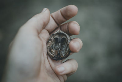 Close-up of person hand holding shell