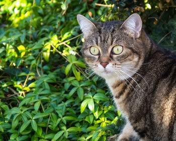 Close-up portrait of cat