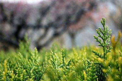 Close-up of plants growing on field