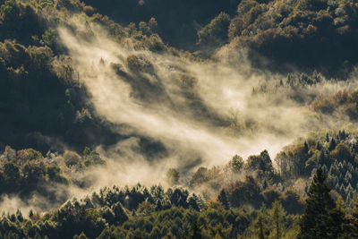 View of trees in forest on foggy day