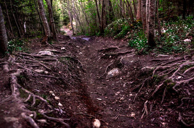 Trees in forest