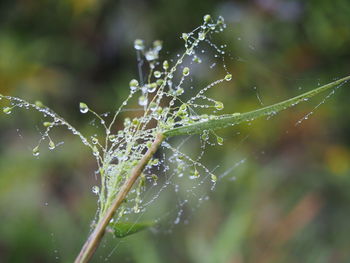 Close-up of wet spider web on plant