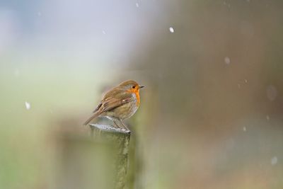 Close-up of bird perching on wood