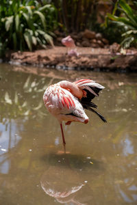 Magnificent flamingo in a lake 

