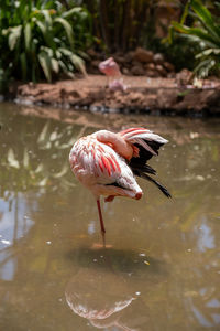 Bird in lake