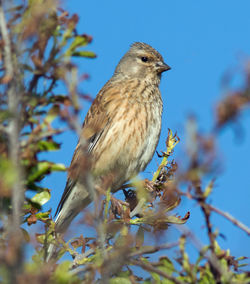 Low angle view of bird perching on branch