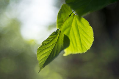 Close-up of green leaves