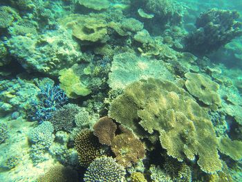 Close-up of coral swimming in sea