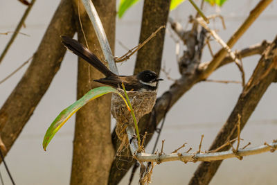 Close-up of bird perching on branch