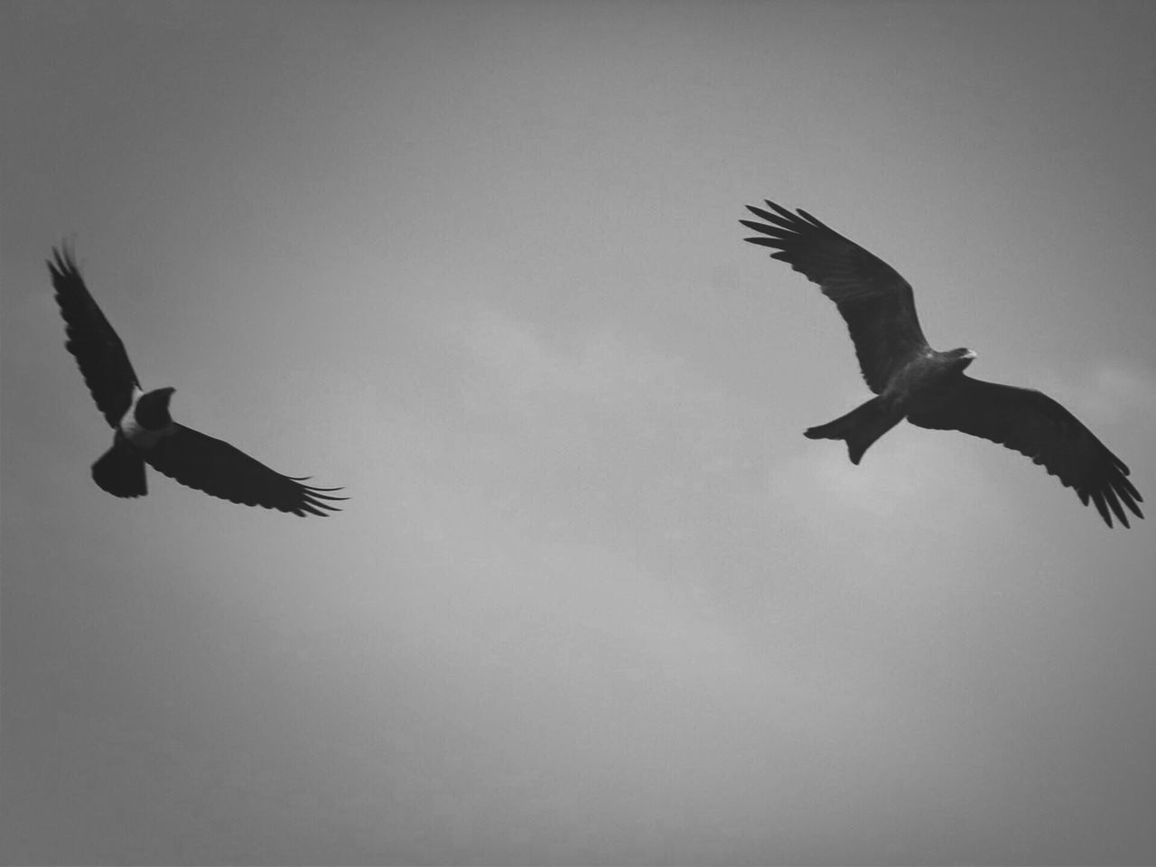 flying, bird, spread wings, animal themes, mid-air, low angle view, animals in the wild, wildlife, seagull, sky, motion, freedom, two animals, on the move, full length, nature, cloud - sky, outdoors, three animals, day