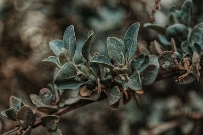 Close-up of plants