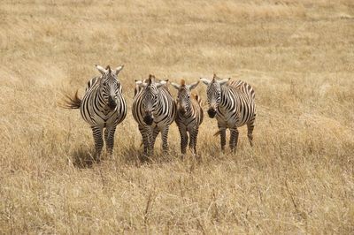 Flock of zebras on field