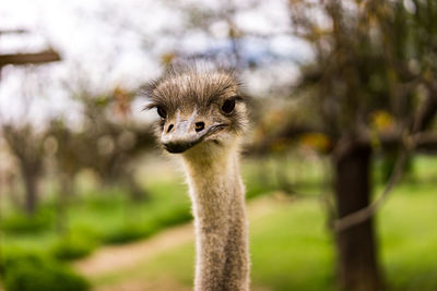 Close-up portrait of ostrich