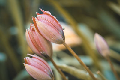 Close-up of pink lotus water lily