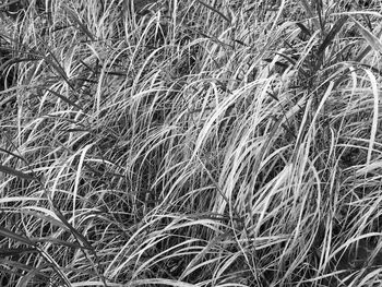 Full frame shot of grassy field
