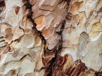 Full frame shot of tree trunk