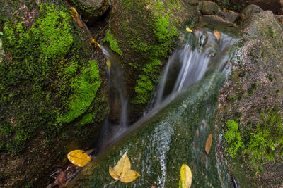 Scenic view of waterfall in forest