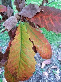 Close-up of leaves